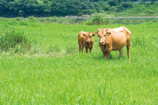 There are four breeds of Hanwoo cattle in Korea. Photo: OLIVIA LEE