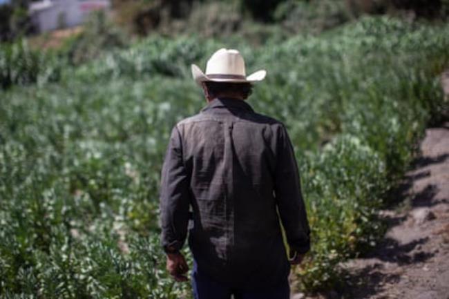 A farmer, wearing a Stetson with his back to camera, checking on his bean crop on the bank of the Atoyac River.