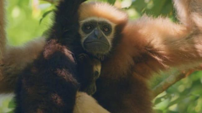 A hoolock gibbon in the tree canopy
