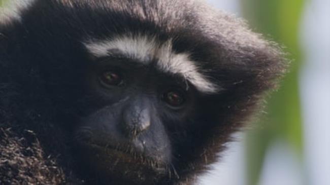 Close-up of a gibbon’s face