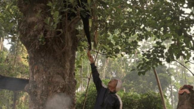 A man reaches up to feed a gibbon in a tree