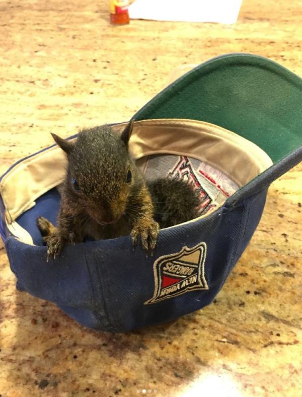 Peanut in a hat.