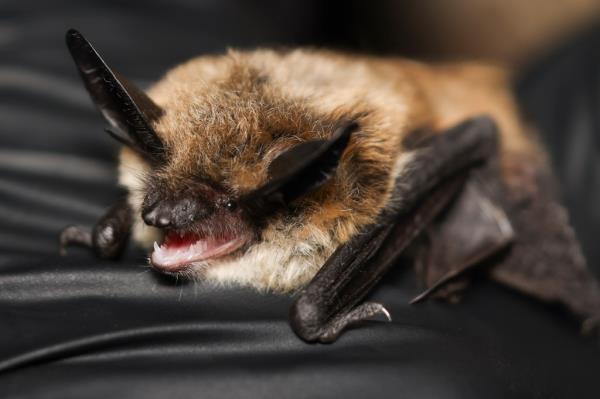 Bat Ho<em></em>ney Bunches of Myotis with its mouth open provided by the Bureau of Land Management