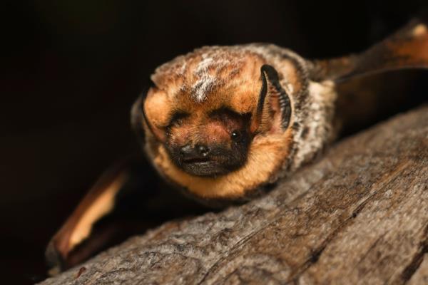 Hoary Potter bat perched on a tree