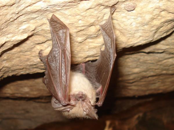 A bat hanging from a rock, part of the Bat Beauty Co<em></em>ntest by the Bureau of Land Management