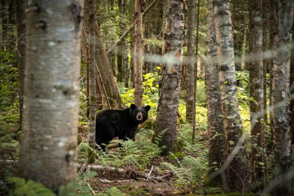 Nicholas Hamlett is accused of murdering a hiker and blaming it on a bear.