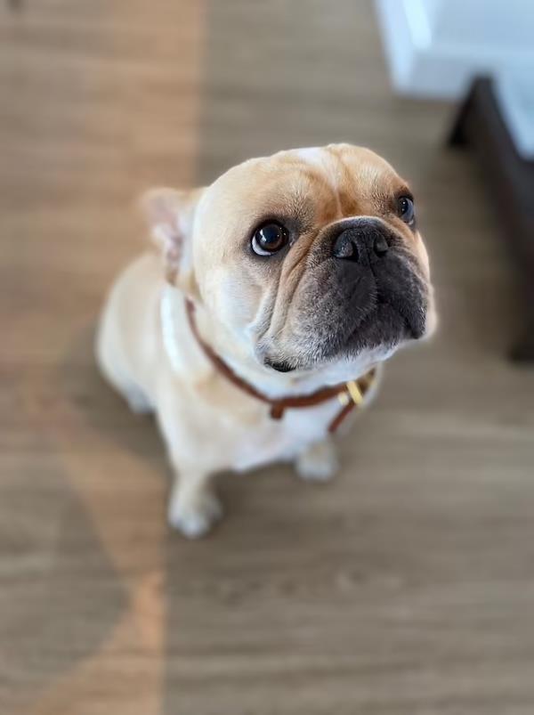 The three-year-old pooch named Ash suddenly passed away on the flight from New York to San Francisco on Feb. 1, according to court papers.