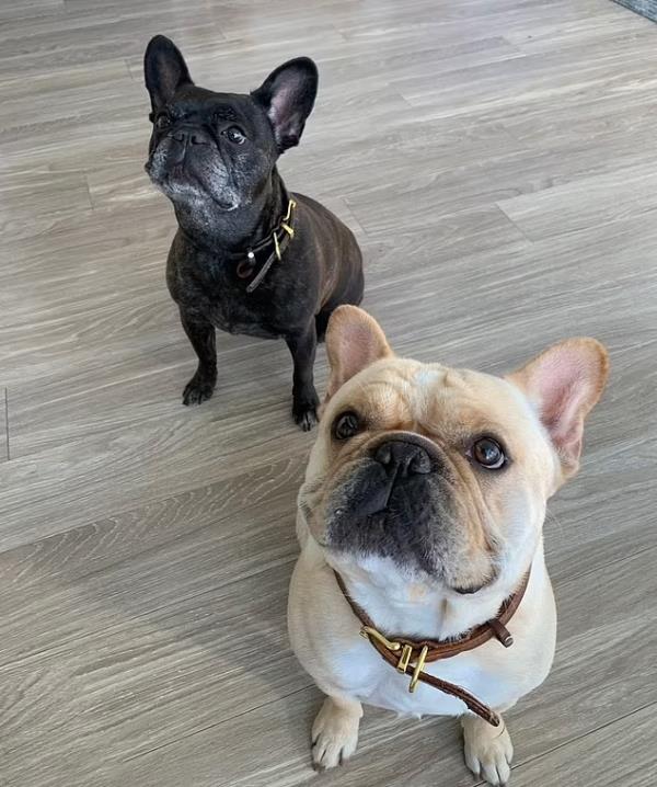 The alleged ordeal unfolded after Co<em></em>ntillo boarded the flight with Ash and his other French bulldog, named Kora, the suit says.