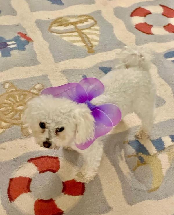 Michaela Kennedy-Cuomo – the daughter of Kerry Kennedy and former New York Governor Andrew Cuomo – was on the beach walking the pooch when the tragedy struck.