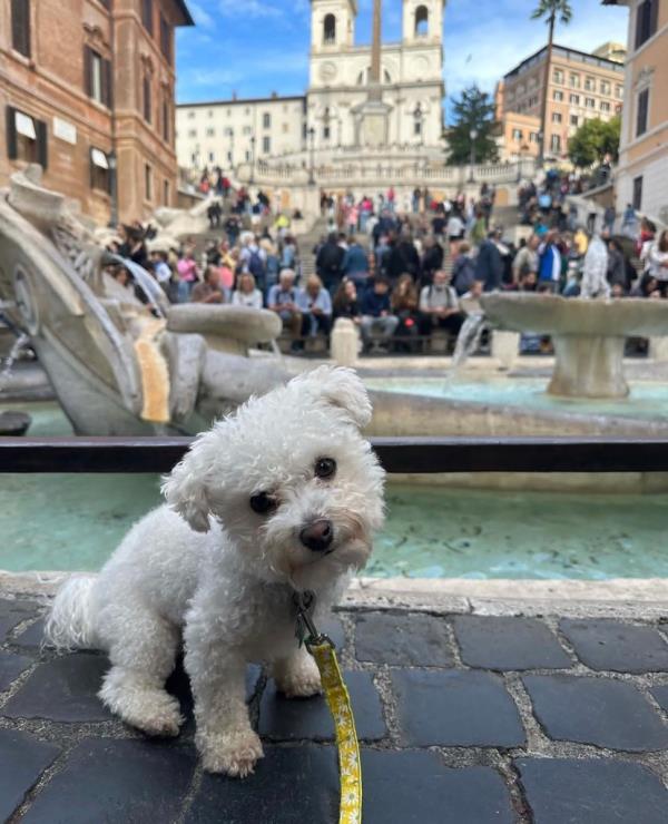 The small fluffy pooch was killed hours after Kerry Kennedy's mother Ethel died.