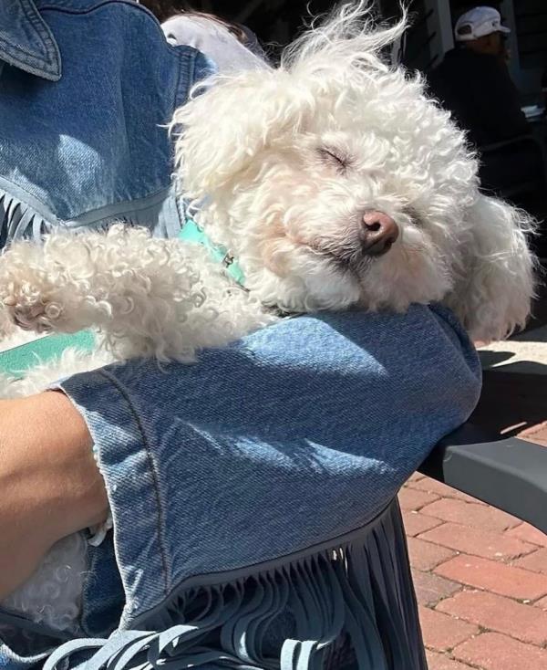 Kerry’s little white companion Bellini was regularly featured on Instagram