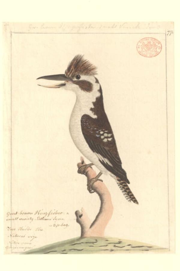 Dacela novaeguineae, laughing kookaburraIllustration of Dacela novaeguineae, laughing kookaburra. Australia