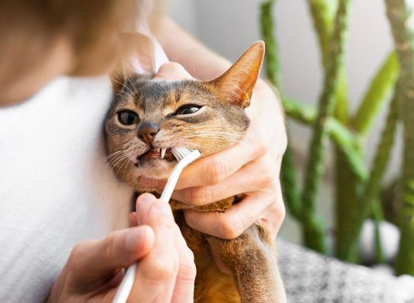 A woman brushes her cat's teeth with a toothbrush
