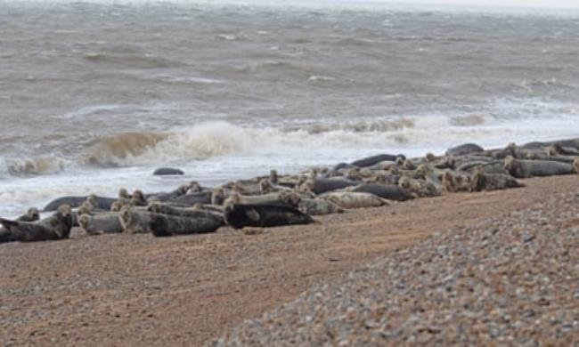 The grey seal co<em></em>lony at Orford Ness