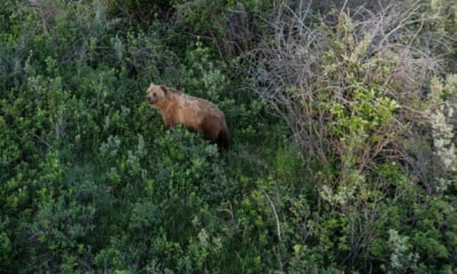 A bear in a field in Montana.