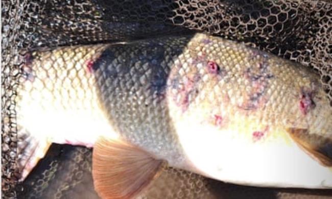 Purple blisters on salmon.