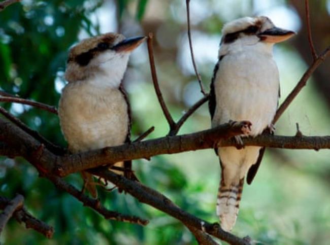 A pair of Australian kookaburras on a tree branch
