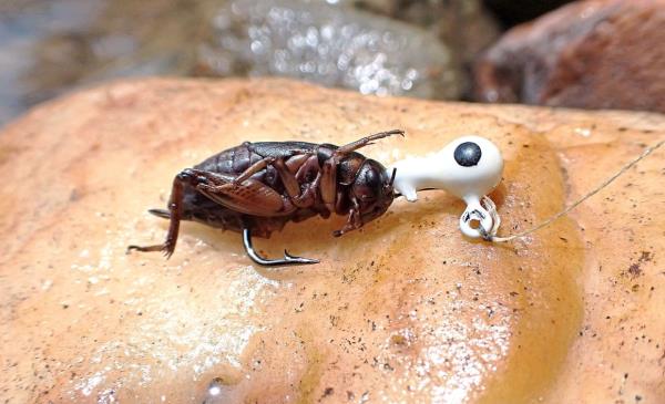Though harder to do, carefully piercing the hook through the head and bringing the hook point out at the abdomen might ensure a better hooking rate.