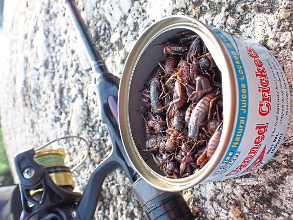You’ll easily find over 100 crickets in a can.