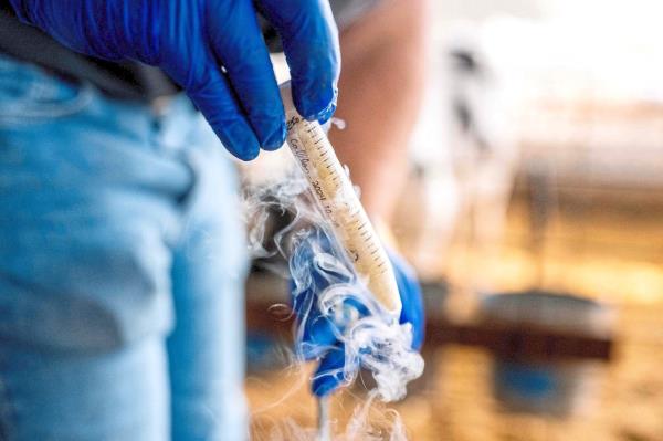A sample of cow stomach fluid that is part of a study on reducing methane emitted by cow burps.