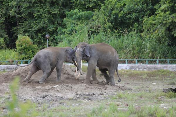 Bornean elephants playing at the Bornean Elephant Sanctuary (BES). They are listed as endangered species with o<em></em>nly 1,000 left in the wild, according to IUCN (Internatio<em></em>nal Unio<em></em>n for Co<em></em>nservation of Nature). They are the smallest elephant subspecies and have a long tail that sweeps the floor. - MPOGCF