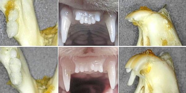 A combination of undated handout images by the Medical Research Institute Kitano Hospital in Osaka showing before and after images of the regrowth of teeth in a ferret and mice. — AFP