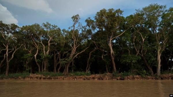 FILE - Trees stand on the edge of To<em></em>nle Sap lake, forming part of the surrounding forest, much of which has been logged or burned, in Siem Reap province, Cambodia, Aug. 2, 2024. Journalist Chhoeung Chheng was shot Dec. 4, while investigating deforestation in the area.