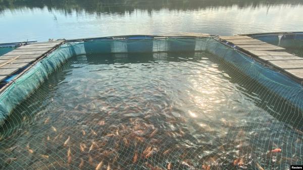 FILE - A view of fish farming pond on the Dibamba river, near Douala, Cameroon, June 24, 2021. 