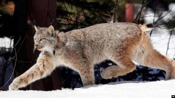 FILE - A Canada lynx heads into the Rio Grande Natio<em></em>nal Forest after being released near Creede, Colo., April 19, 2005.