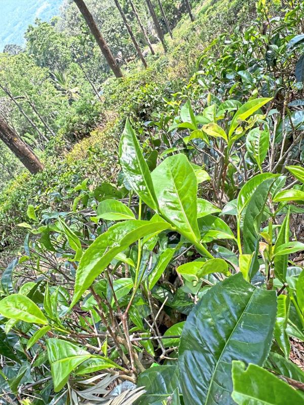 Kandy is famous for its tea plantations.