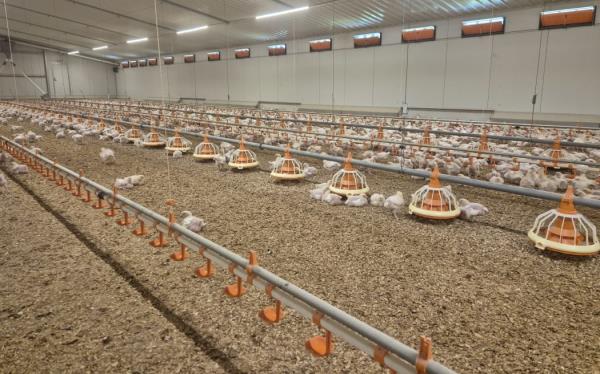 Fresh air is circulated throughout the shed though any openings are fully birdproofed to prevent possible transmission from wild bird populations.