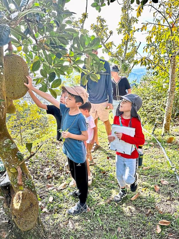 Children on the trail taking a closer look at a jackfruit tree. 