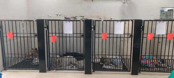 Inpatient ward at Cessna Veterinary Hospital, Gurugram | Mrinalini Dhyani | ThePrint