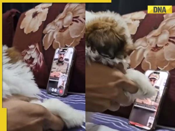 病毒式传播：孟买男子用他的小狗智胜骗子，方法如下
