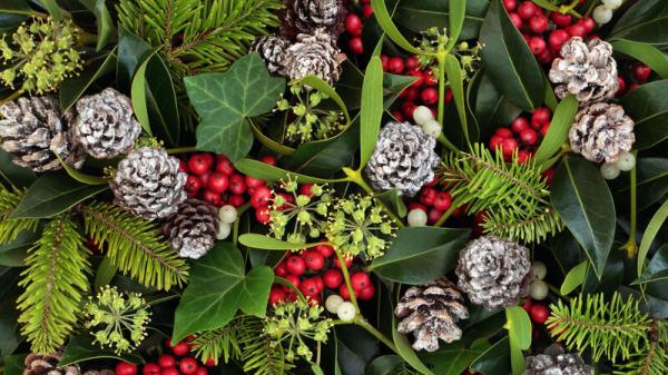 Myths and magic surrounding popular Christmas plants