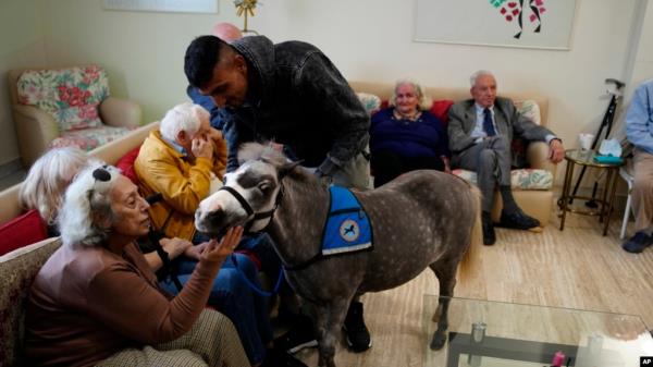 FILE - Stable worker Ali Hussein from Pakistan, 34, holds Calypso, a miniature horse used for therapy programs, during a visit at an elderly care home in Athens, Nov. 22, 2024. 