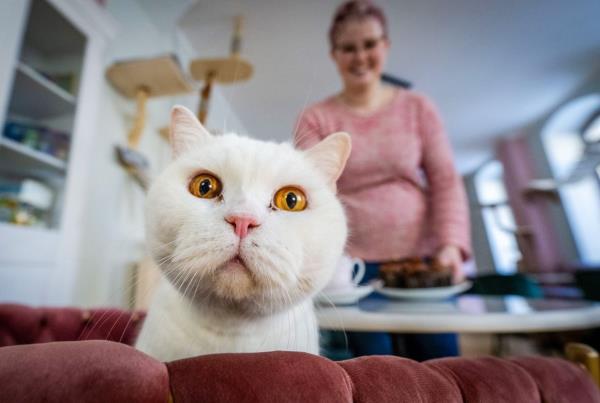 Tomcat Bruno at a new cat café in Chemnitz. The co<em></em>ncept of cat cafés originated in Asia and is becoming increasingly popular in Europe. — Photo: Kristin Schmidt/dpa