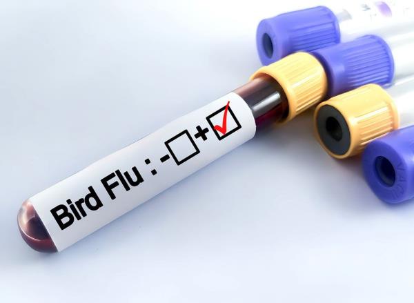 blood sample tube positive with Bird Flu test