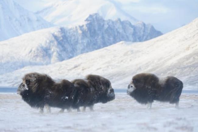 Three musk oxen stand in a snowy mountainous landscape