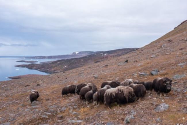 A group of musk oxen on a rocky hillside, a large body of water below