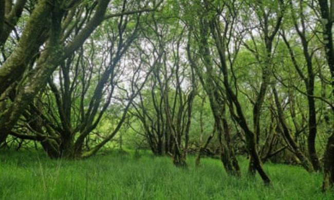 A view of a woodland with thick grass underneath