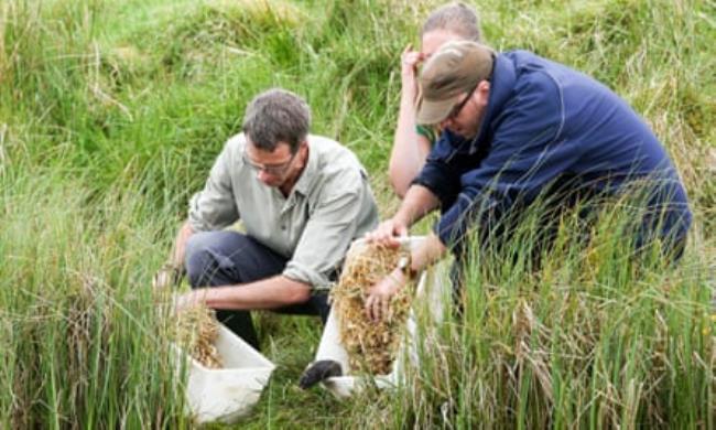 Water voles being released