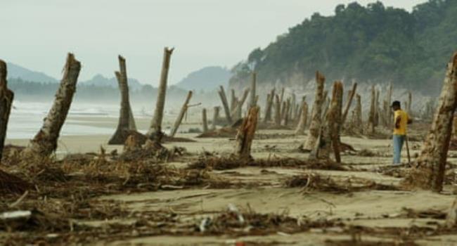 A man stands on a destroyed beach among the broken stumps of palm trees 