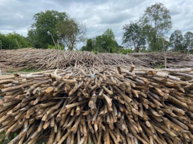 Enormous stacks of bamboo staves in a clearing 