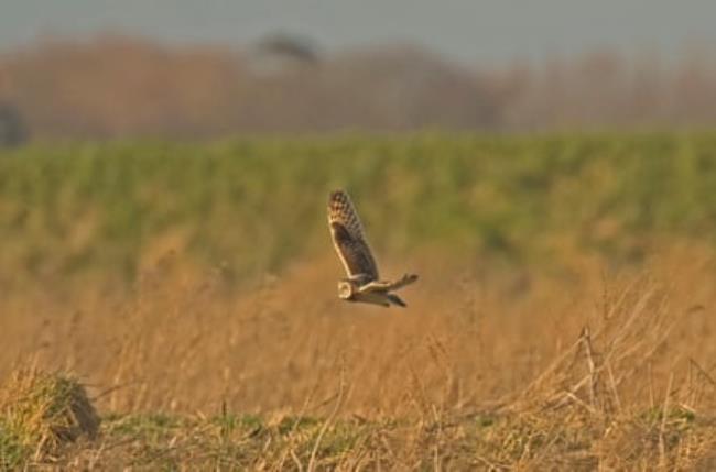 a short-eared owl,asio flammeus, hunts over meadows at lunt on merseyside.
