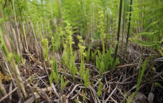 a group of 20 fen orchids (liparis loeselii) on a mound in saturated ground at sutton fen on the norfolk broads 