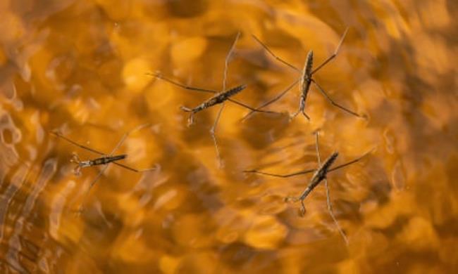 Pond skaters on the River Aller in Somerset.