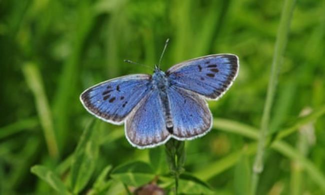 a large blue butterfly suns itself, perched on a blade of grass in a meadow 