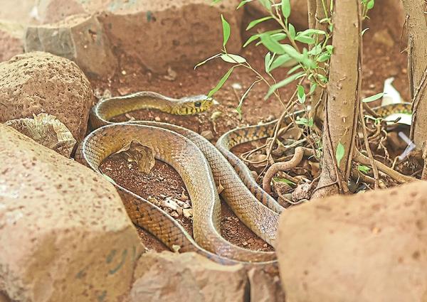 Indian Cobra is one of the reptiles found at Katraj Snake Park. — Pune Zoo website