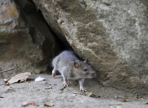 A rat is seen in Central Park in New York, March 19, 2017. – AP Photo/Seth Wenig, File